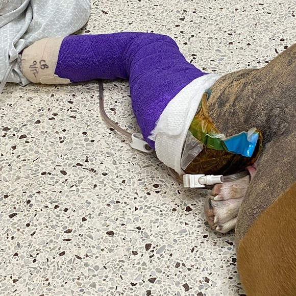 Ally is Live 🚫Do Not Buy This Listing 🚫 Follow this flyer for notification. 💕🍀🐾 - Picture 6 of 13